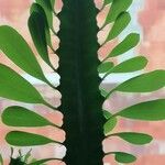 Euphorbia trigona Yaprak