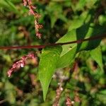 Persicaria hydropiper पत्ता