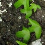 Passiflora suberosa Hoja