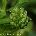 Ranunculus trilobus Fruit