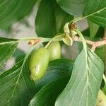 Cornus officinalis Fruto