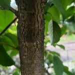 Viburnum plicatum 樹皮