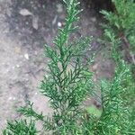 Cupressus lusitanica Ліст