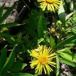 Inula salicina Квітка