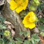 Potentilla crantzii Flor