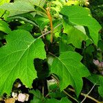 Hydrangea quercifolia Blad