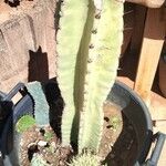 Cereus hexagonus برگ