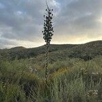 Hesperoyucca whippleiKwiat