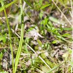 Pogonia ophioglossoides 整株植物