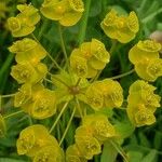 Euphorbia agraria Flower