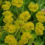 Euphorbia agraria Floro