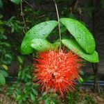 Combretum constrictum Flower