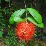 Combretum constrictum Floro