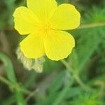 Helianthemum nummulariumBlomst