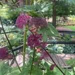 Angelica gigas Flower