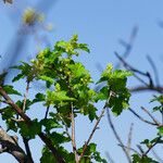 Ribes alpinumΣυνήθη χαρακτηριστικά