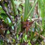 Epidendrum lancilabium Flower