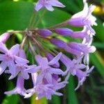 Tulbaghia simmleri