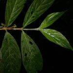 Bertiera bracteosa Leaf