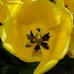 Tulipa gesneriana ᱵᱟᱦᱟ