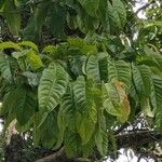 Coccoloba acuminata পাতা