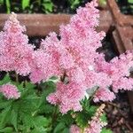 Astilbe japonica花