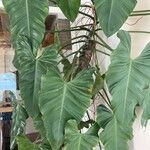 Philodendron giganteumLeaf