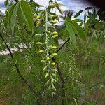 Laburnum anagyroides Fleur