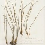 Juncus filiformis Облик