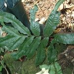 Bolbitis auriculata Leaf