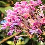 Epidendrum atacazoicum Blomst