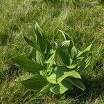 Veratrum lobelianum पत्ता