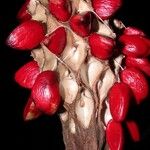 Magnolia inbioana
