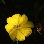 Oenothera stricta Blüte