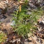 Lycopodium dendroideum Levél