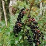 Coriaria ruscifolia Φρούτο