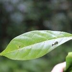 Tabernaemontana persicariifolia Leaf