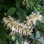 Aesculus parviflora Flor