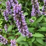 Agastache foeniculumFlor