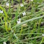 Oldenlandia lancifolia Blad