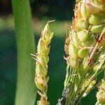 Sorghum bicolor Цветок