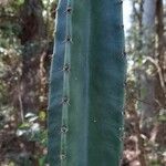 Cereus hildmannianus Bark