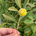 Morinda royoc Fruit