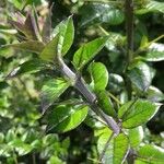 Rhaphithamnus spinosus Otro