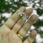 Claytonia sibirica Kwiat