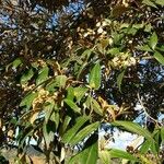 Miconia xalapensis Blad