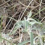 Salvia fruticosa Blad