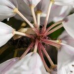 Rhododendron uvariifolium Flor