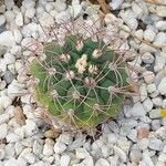 Gymnocalycium saglionis Leaf