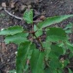 Cistus populifolius Deilen